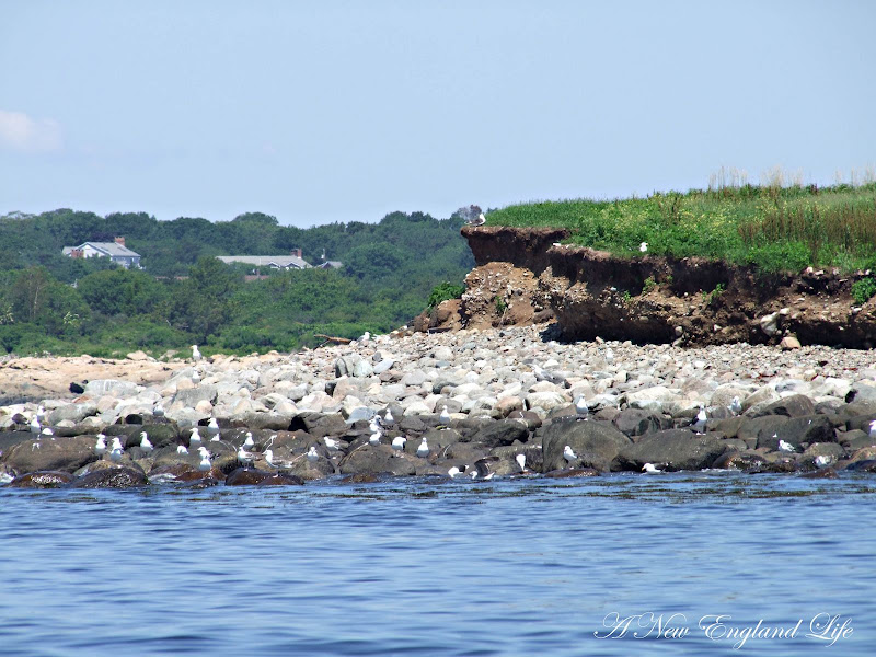 A New England Life Milk Island and the Twin Lighthouses